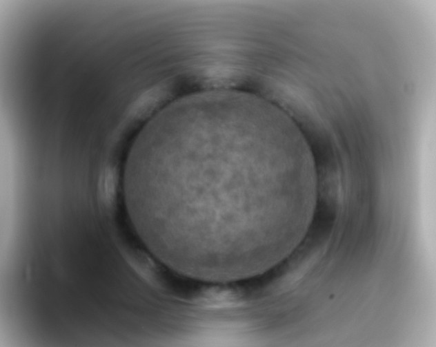 X0000096690742200802121232