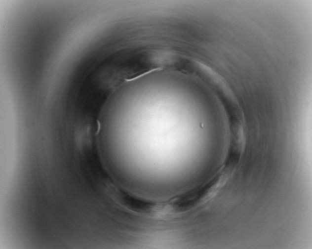 X0000096690762200802121232