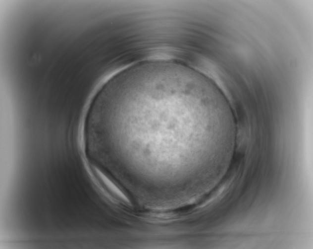 X0000096690795200802121231