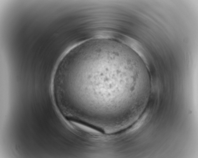 X0000096690803200802121231