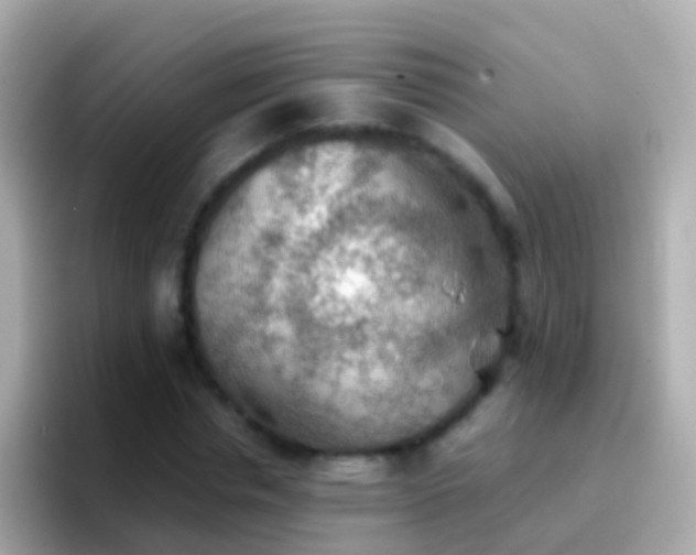 X0000096690826200802121230