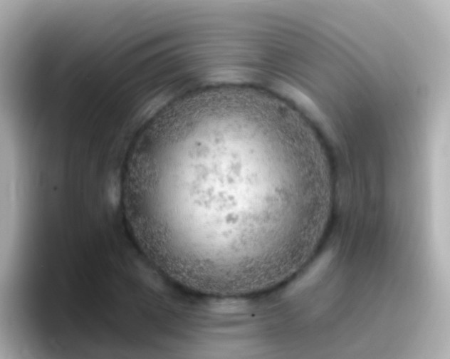 X0000096690833200802121230