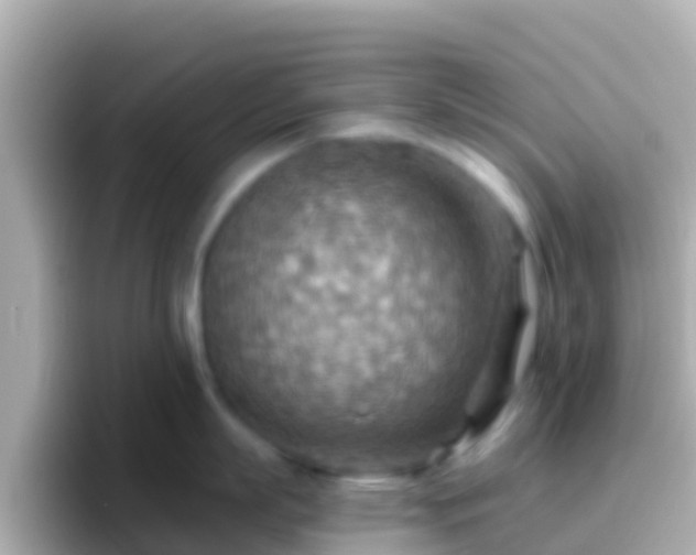 X0000096690863200802121231