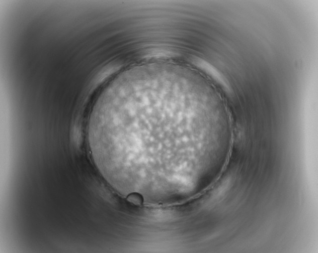 X0000096690874200802121230