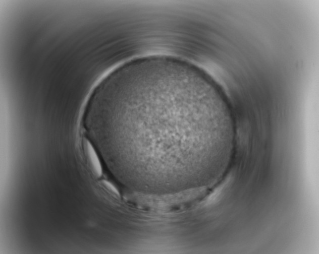 X0000096690879200802121230