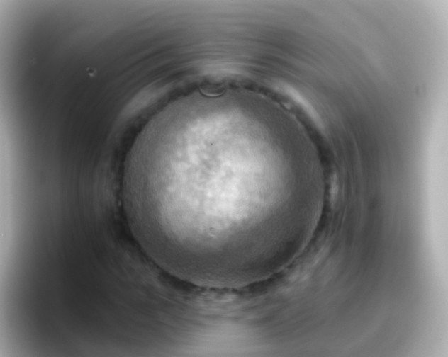 X0000096690919200802121229