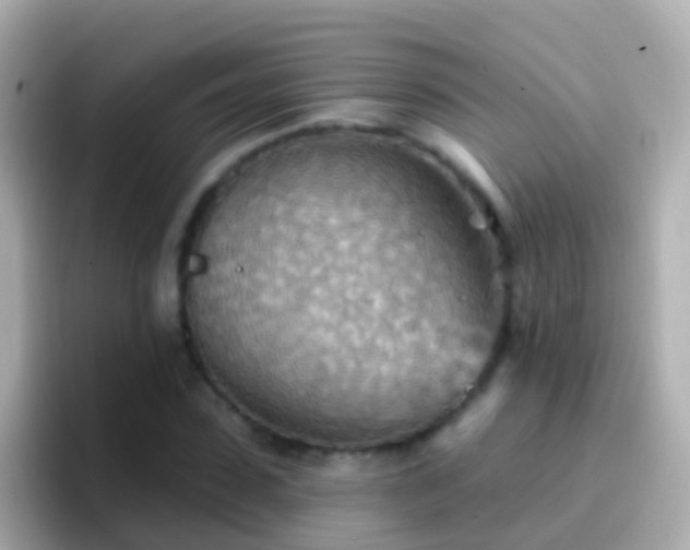 X0000096690923200802121229