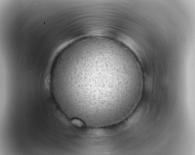 X0000096690971200802121229