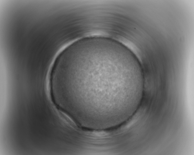 X0000096690983200802121229