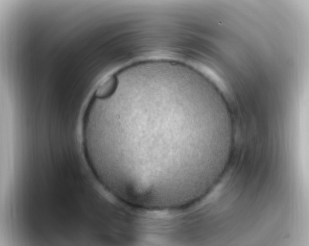 X0000096690990200802121228