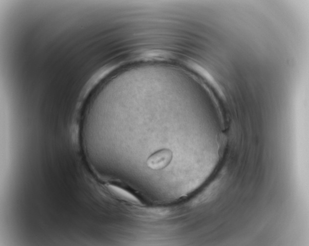 X0000096691066200802121227