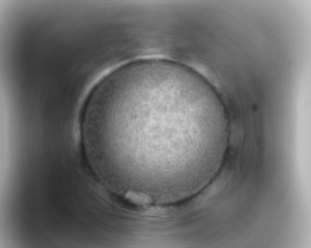 X0000096691167200802121226