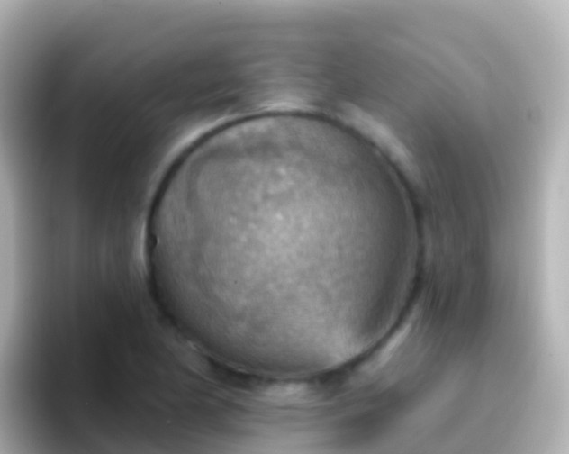 X0000096691174200802121226