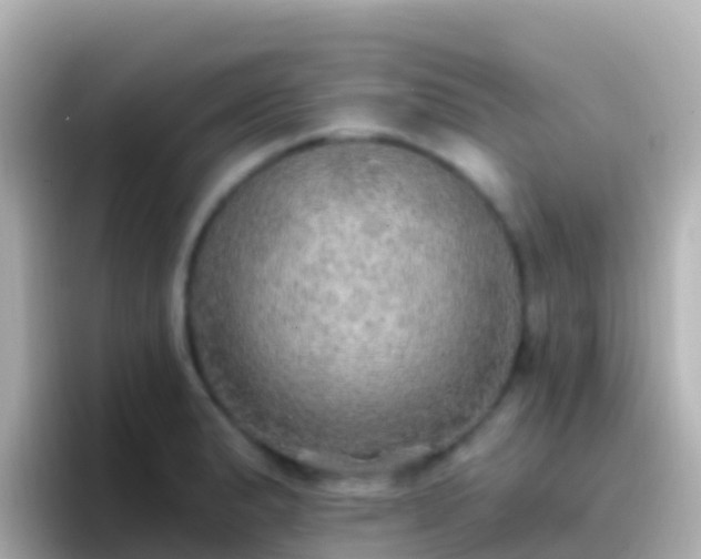 X0000096691183200802121226