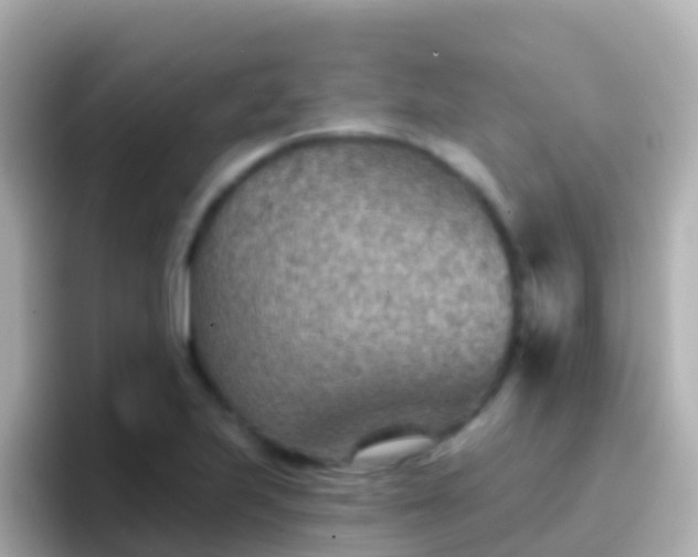 X0000096691223200802121225