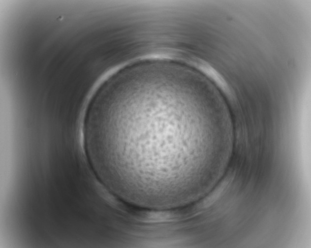 X0000096691232200802121225