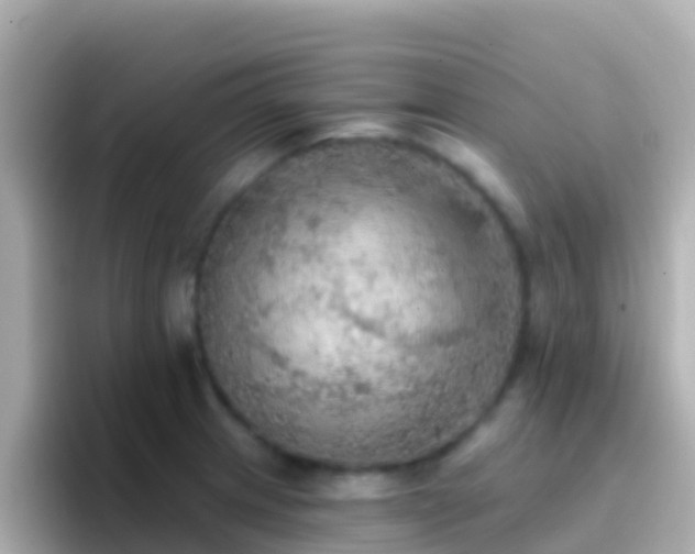 X0000096691233200802121225