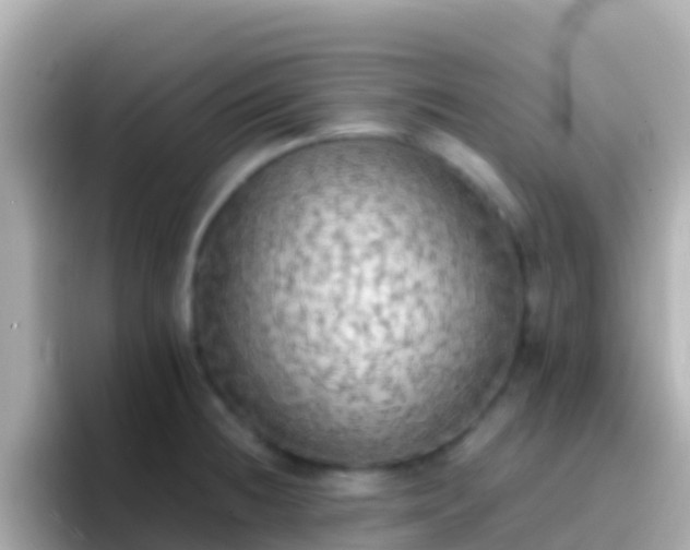 X0000096691236200802121226