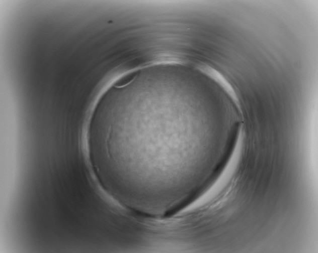 X0000096691243200802121226