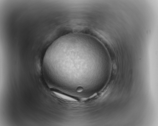 X0000096691252200802121225