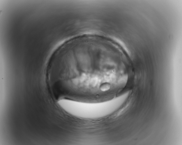 X0000096691263200802121225