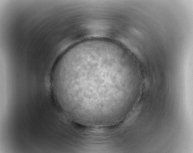 X0000096691266200802121225