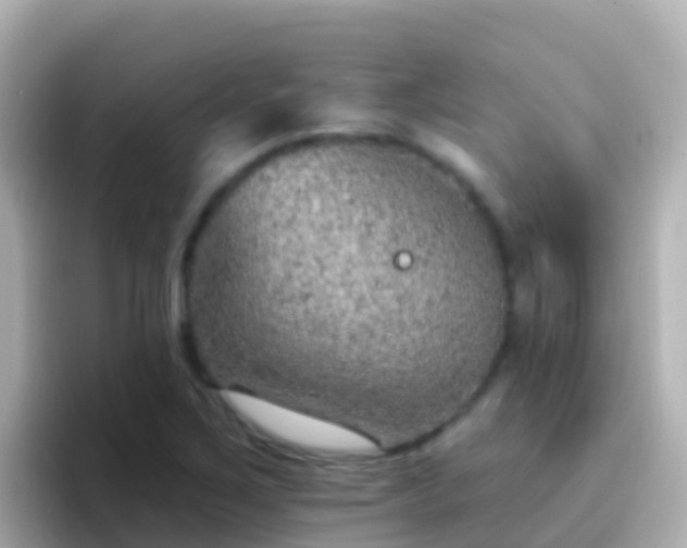 X0000096691267200802121225