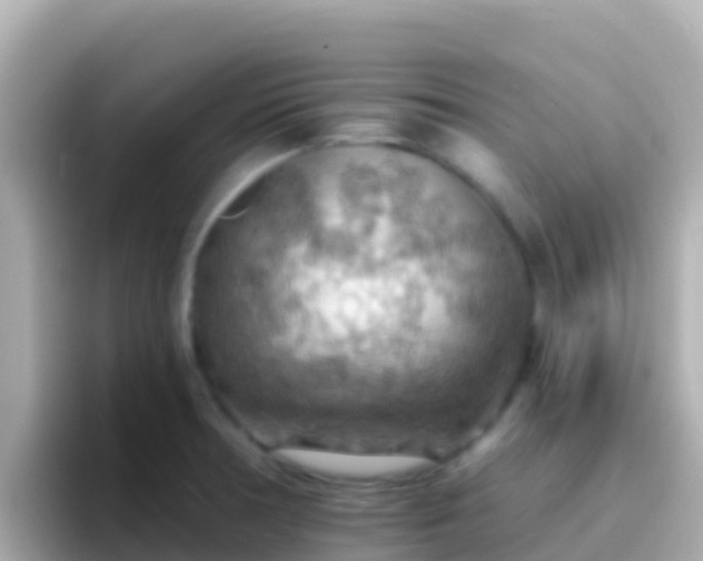 X0000096691378200802121223