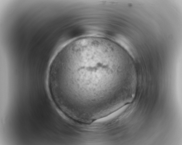 X0000096691379200802121223