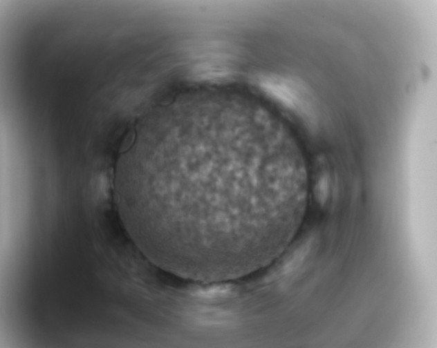 X0000096691397200802121222