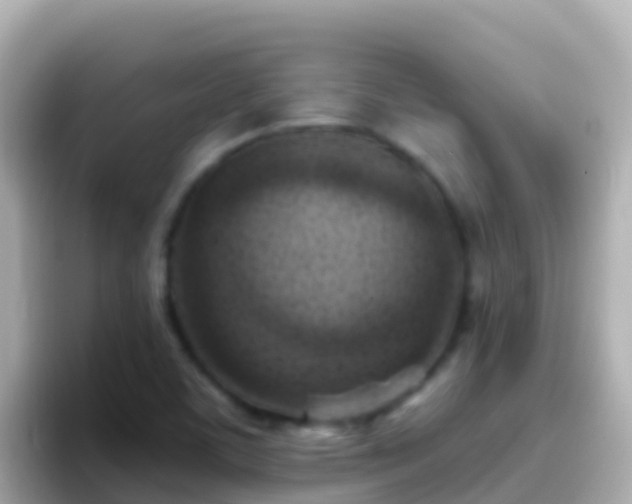 X0000096691459200802121222