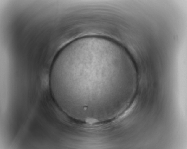 X0000096691505200802121221