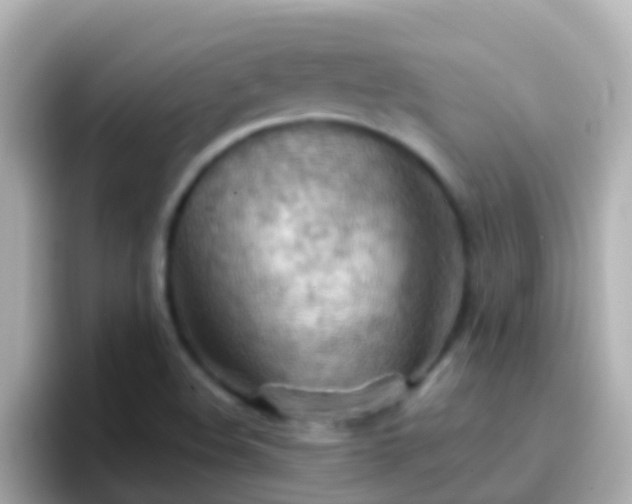 X0000096691508200802121221