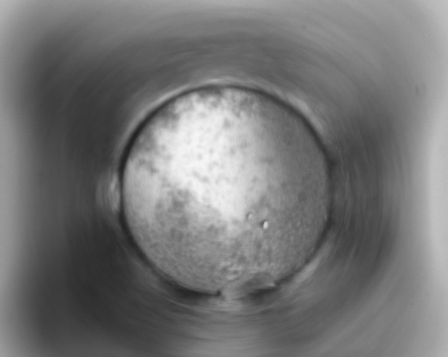 X0000096691509200802121221