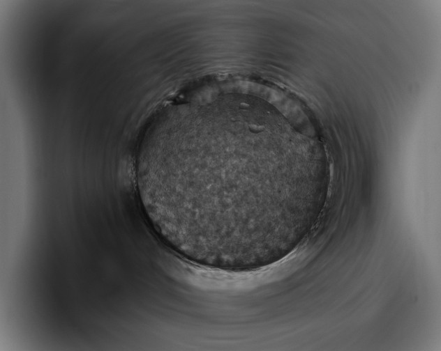 X0000096690048200802191437