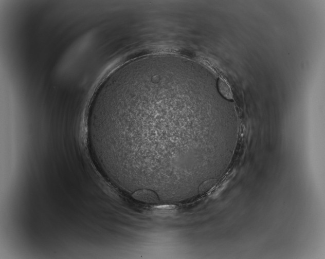 X0000096690053200802191436