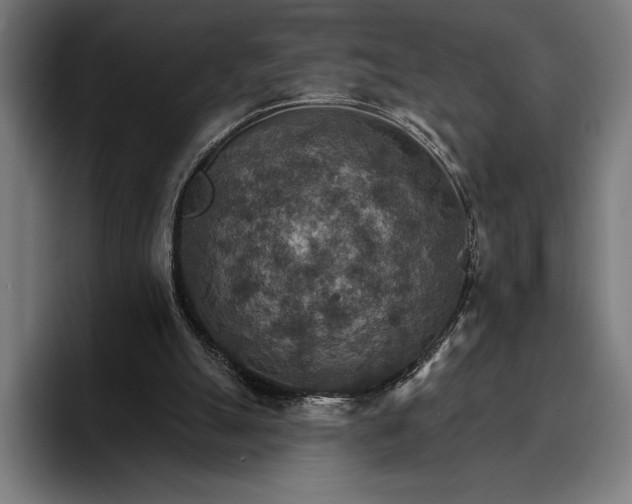 X0000096690055200802191436