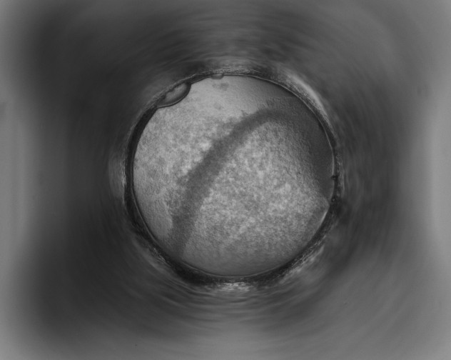 X0000096690059200802191436