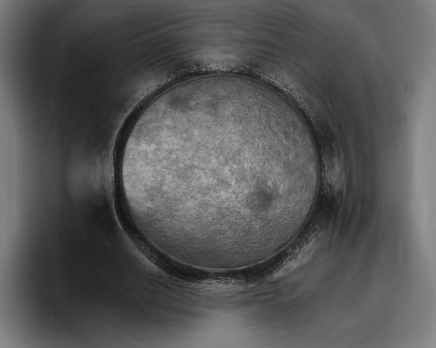 X0000096690630200802191429