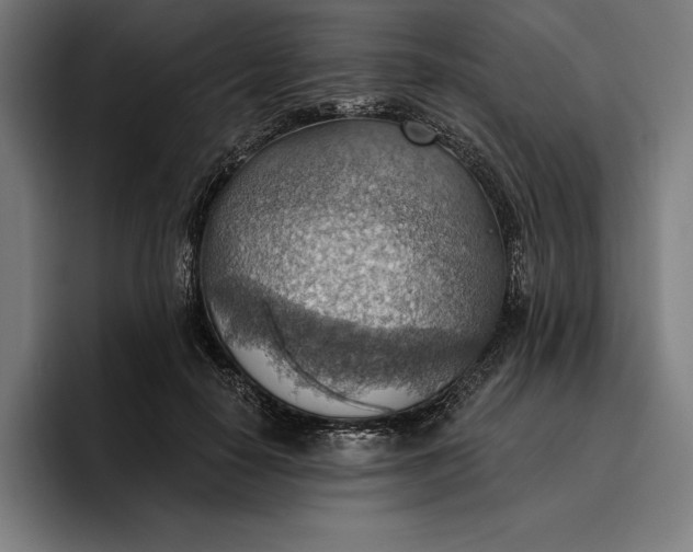 X0000096690650200802191429