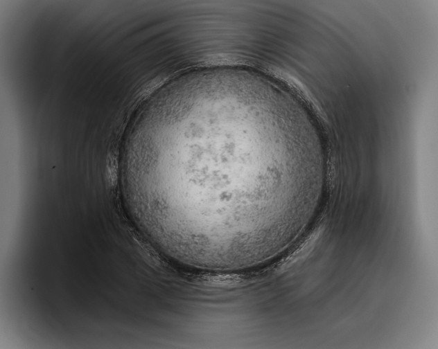 X0000096690833200802191426