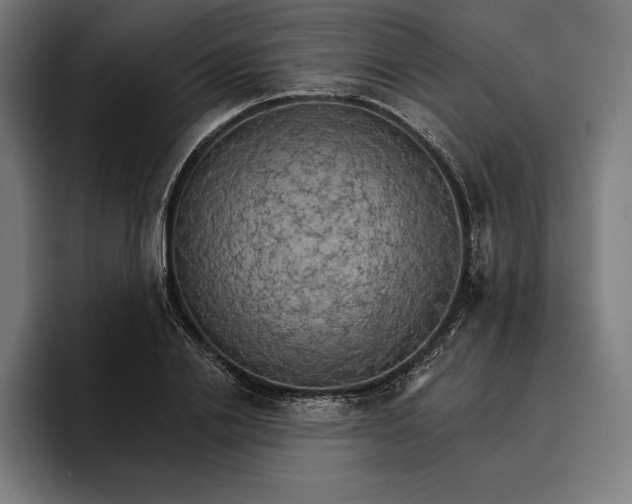 X0000096690838200802191426