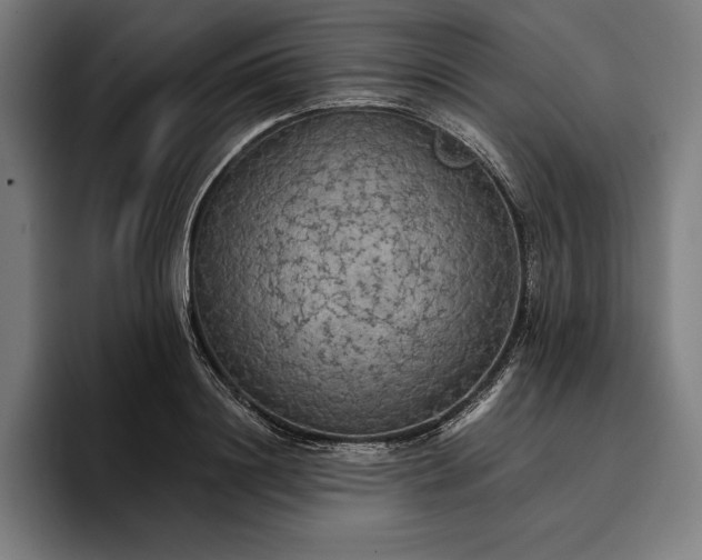 X0000096690844200802191426