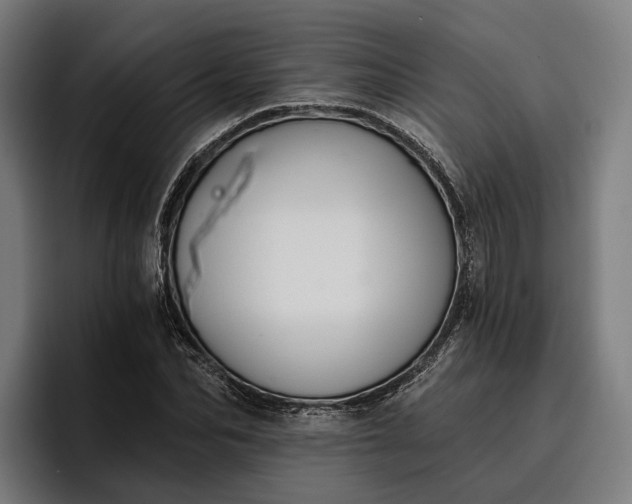 X0000096690974200802191425