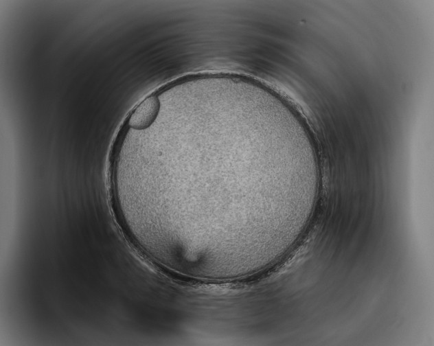 X0000096690990200802191424