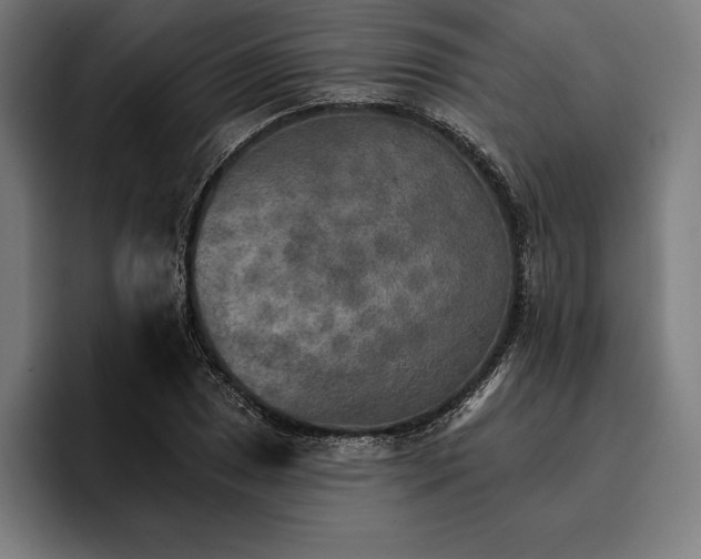 X0000096691025200802191424