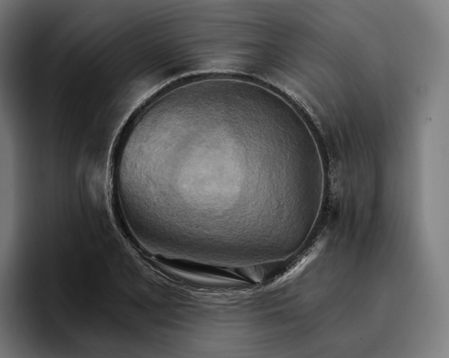 X0000096691077200802191423