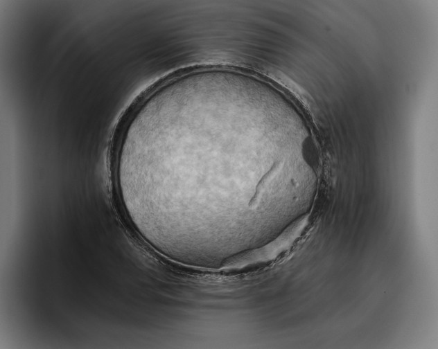 X0000096691120200802191422