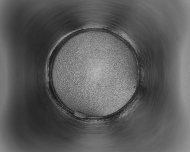 X0000096691124200802191422