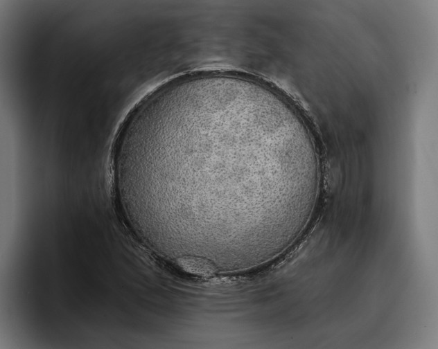 X0000096691167200802191422